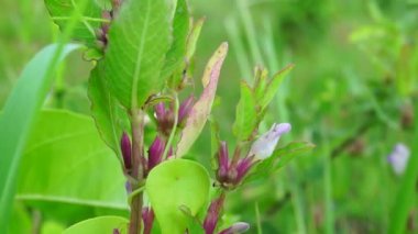 Gentianella amarella (ayrıca sonbahar gentian, sonbahar cüce gentian, sonbahar felwort) olarak da bilinir) doğal bir geçmişi vardır.