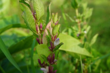 Gentianella amarella (ayrıca sonbahar gentian, sonbahar cüce gentian, sonbahar felwort) olarak da bilinir) doğal bir geçmişi vardır.