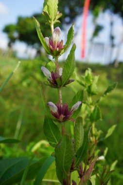 Gentianella amarella (ayrıca sonbahar gentian, sonbahar cüce gentian, sonbahar felwort) olarak da bilinir) doğal bir geçmişi vardır.