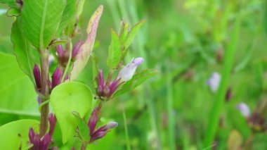 Gentianella amarella (ayrıca sonbahar gentian, sonbahar cüce gentian, sonbahar felwort) olarak da bilinir) doğal bir geçmişi vardır.