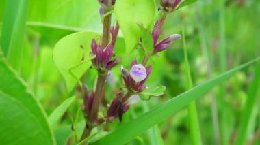 Gentianella amarella (ayrıca sonbahar gentian, sonbahar cüce gentian, sonbahar felwort) olarak da bilinir) doğal bir geçmişi vardır.