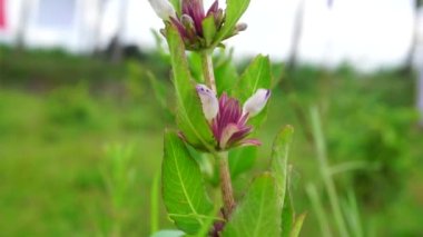 Gentianella amarella (ayrıca sonbahar gentian, sonbahar cüce gentian, sonbahar felwort) olarak da bilinir) doğal bir geçmişi vardır.