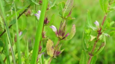Gentianella amarella (ayrıca sonbahar gentian, sonbahar cüce gentian, sonbahar felwort) olarak da bilinir) doğal bir geçmişi vardır.