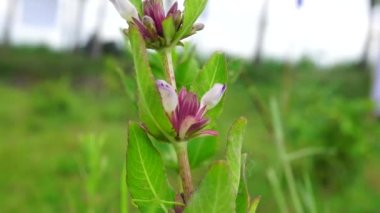 Gentianella amarella (ayrıca sonbahar gentian, sonbahar cüce gentian, sonbahar felwort) olarak da bilinir) doğal bir geçmişi vardır.