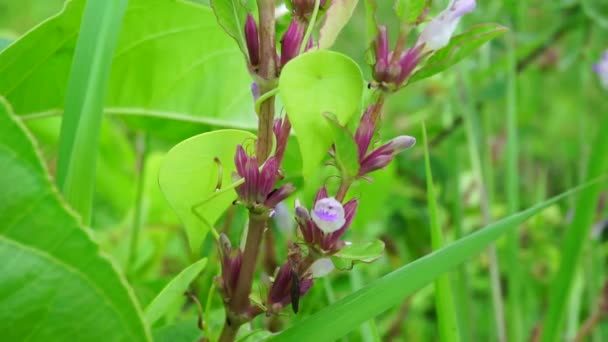 Gentianella Amarella Také Nazývaná Podzimní Hořčík Podzimní Trpaslík Hořčík Přirozeným — Stock video