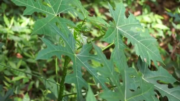 Cnidoscolus Aconitifolius Communément Appelé Chaya Épinards Des Arbres Indonésien Appellent — Video