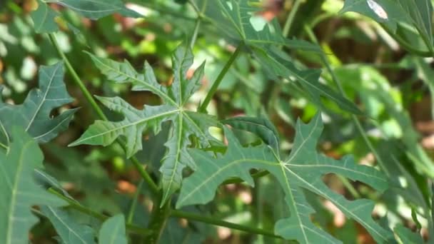 Cnidoscolus Aconitifolius Communément Appelé Chaya Épinards Des Arbres Indonésien Appellent — Video