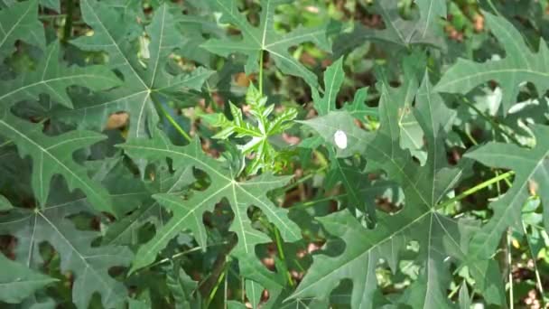 Cnidoscolus Aconitifolius Communément Appelé Chaya Épinards Des Arbres Indonésien Appellent — Video