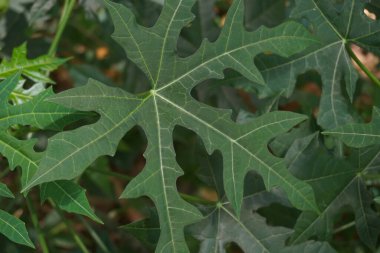 Cnidoscolus aconitifolius, yaygın olarak chaya ya da ağaç ıspanağı olarak bilinir. Endonezyalılar buna pepaya jepang der.
