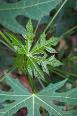 Cnidoscolus aconitifolius, yaygın olarak chaya ya da ağaç ıspanağı olarak bilinir. Endonezyalılar buna pepaya jepang der.