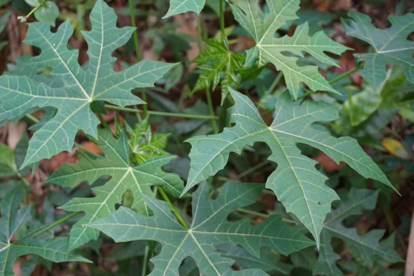 Cnidoscolus Aconitifolius Comunemente Noto Come Chaya Spinaci Degli Alberi Indonesiano — Foto Stock