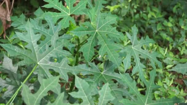 Cnidoscolus Aconitifolius Umumnya Dikenal Sebagai Chaya Atau Bayam Pohon Indonesia — Stok Video