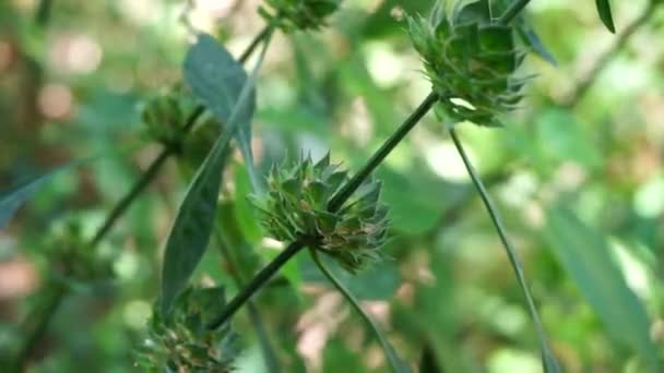 Clinacanthus Nutans Zwany Również Acanthaceae Belalai Gajah Phaya Sabah Wąż — Wideo stockowe