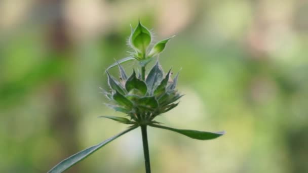 Clinacanthus Nutans Ayrıca Acanthaceae Belalai Gajah Phaya Sabah Yılan Otu — Stok video