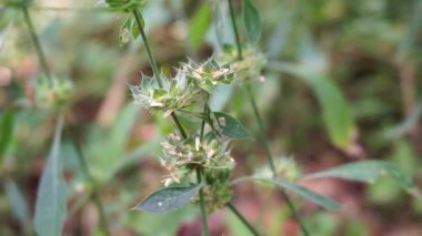 Clinacanthus nutans (ayrıca Acanthaceae, belalai gajah, phaya yo, Sabah yılan otu, ki tajam, dang gendis olarak da bilinir) doğada. Endonezya 'da dizanteri ve diyabet tedavisinde kullanıldı.