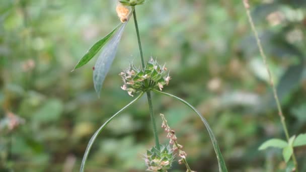 Clinacanthus Nutans Ayrıca Acanthaceae Belalai Gajah Phaya Sabah Yılan Otu — Stok video