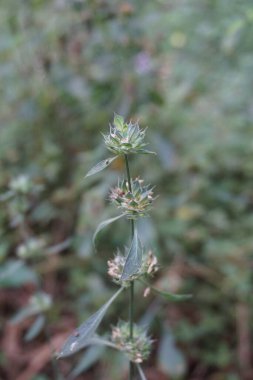 Clinacanthus nutans (ayrıca Acanthaceae, belalai gajah, phaya yo, Sabah yılan otu, ki tajam, dang gendis olarak da bilinir) doğada. Endonezya 'da dizanteri ve diyabet tedavisinde kullanıldı.