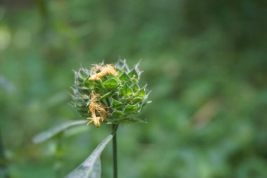 Clinacanthus nutans (ayrıca Acanthaceae, belalai gajah, phaya yo, Sabah yılan otu, ki tajam, dang gendis olarak da bilinir) doğada. Endonezya 'da dizanteri ve diyabet tedavisinde kullanıldı.