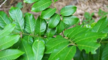 Dimocarpus longan (ayrıca longan, Lengkeng, kelengkeng, mata kucing, longan, Dimocarpus longan olarak da bilinir) doğada yaşar.