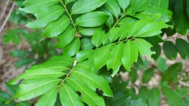 Dimocarpus Longan Zwany Również Longan Lengkeng Kelengkeng Mata Kucing Longan — Wideo stockowe