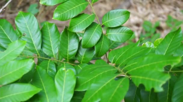 Dimocarpus Longan Juga Disebut Longan Lengkeng Kelengkeng Mata Kucing Longan — Stok Video