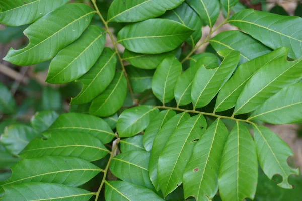 Dimocarpus Longan Ayrıca Longan Lengkeng Kelengkeng Mata Kucing Longan Dimocarpus — Stok fotoğraf