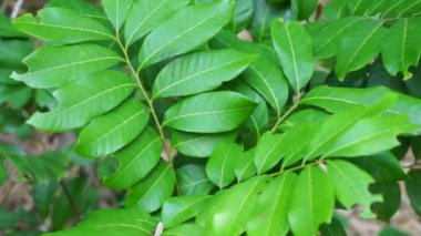 Dimocarpus longan (ayrıca longan, Lengkeng, kelengkeng, mata kucing, longan, Dimocarpus longan olarak da bilinir) doğada yaşar.