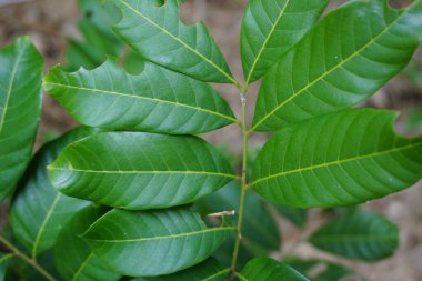 Dimocarpus longan (ayrıca longan, Lengkeng, kelengkeng, mata kucing, longan, Dimocarpus longan olarak da bilinir) doğada yaşar.