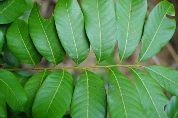 Dimocarpus Longan Ayrıca Longan Lengkeng Kelengkeng Mata Kucing Longan Dimocarpus — Stok fotoğraf