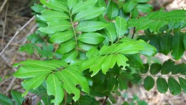 Dimocarpus Longan Ayrıca Longan Lengkeng Kelengkeng Mata Kucing Longan Dimocarpus — Stok video