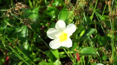 Ağacın üzerinde su çuha çiçeği (Malcha, Malsi, Panidoga, Diohenchi, Keshordam, sürünen, Ludwigia adscendens) bulunur. Geleneksel tıpta antiseptik olarak kullanılır ve ülserde lapa olarak kullanılır.
