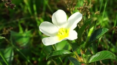 Ağacın üzerinde su çuha çiçeği (Malcha, Malsi, Panidoga, Diohenchi, Keshordam, sürünen, Ludwigia adscendens) bulunur. Geleneksel tıpta antiseptik olarak kullanılır ve ülserde lapa olarak kullanılır.