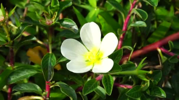 Vattenprimula Malcha Malsi Panidoga Diohenchi Keshordam Creeping Ludwigia Adscendens Blomma — Stockvideo