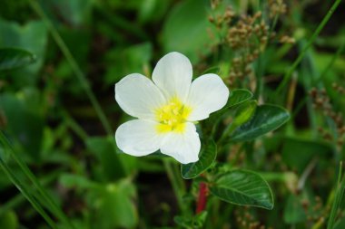 Ağacın üzerinde su çuha çiçeği (Malcha, Malsi, Panidoga, Diohenchi, Keshordam, sürünen, Ludwigia adscendens) bulunur. Geleneksel tıpta antiseptik olarak kullanılır ve ülserde lapa olarak kullanılır.