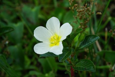 Ağacın üzerinde su çuha çiçeği (Malcha, Malsi, Panidoga, Diohenchi, Keshordam, sürünen, Ludwigia adscendens) bulunur. Geleneksel tıpta antiseptik olarak kullanılır ve ülserde lapa olarak kullanılır.