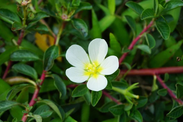 Pierwiosnek Wodny Malcha Malsi Panidoga Diohenchi Keshordam Creeping Ludwigia Adscendens — Zdjęcie stockowe