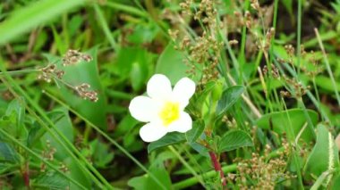 Ağacın üzerinde su çuha çiçeği (Malcha, Malsi, Panidoga, Diohenchi, Keshordam, sürünen, Ludwigia adscendens) bulunur. Geleneksel tıpta antiseptik olarak kullanılır ve ülserde lapa olarak kullanılır.