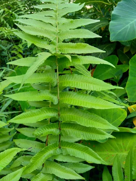 Groene Varen Met Een Natuurlijke Achtergrond Indonesisch Noemen Het Paki — Stockfoto