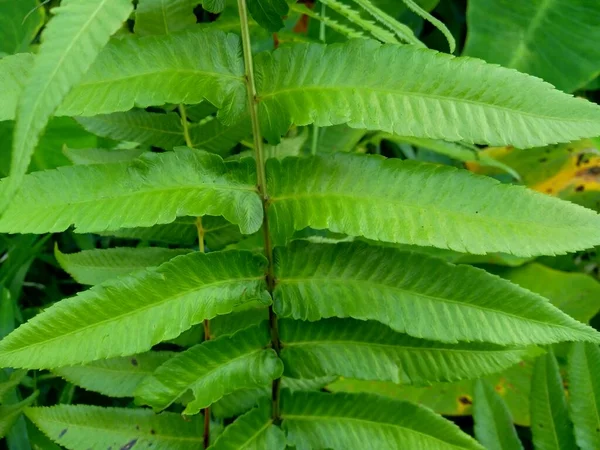 Samambaia Verde Com Fundo Natural Indonésio Chama Lhe Pakis — Fotografia de Stock