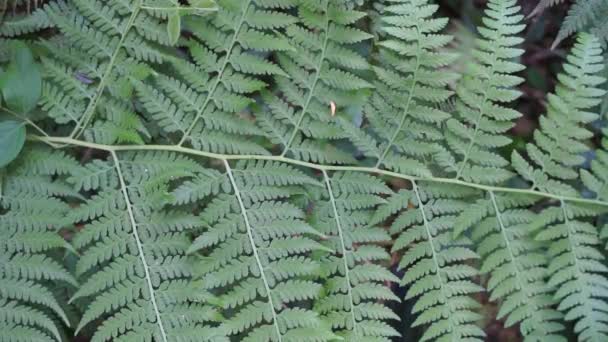 具有自然背景的绿色蕨类 印尼人称之为Pakis — 图库视频影像
