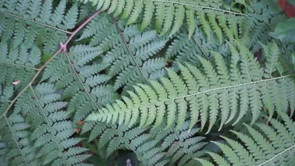 Green Fern Natural Background Indonesian Call Pakis — Stock Video