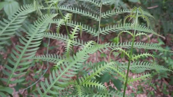 具有自然背景的绿色蕨类 印尼人称之为Pakis — 图库视频影像