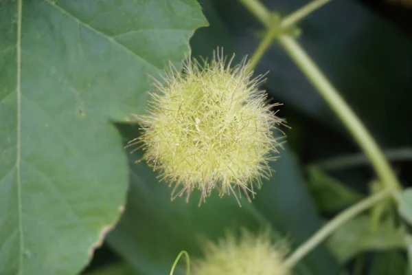 Passiflora Foetida Passiflora Foetida 악취나는 수정화 덤불의 자연적 배경을 가지고 — 스톡 사진