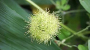 Passiflora foetida (ayrıca Passiflora foetida olarak da bilinir, kokmuş tutku çiçeği, yabani maracuja, çalılık tutku meyvesi) doğal bir geçmişi vardır. Kaşıntı ve öksürük tedavisinde kullanılır.