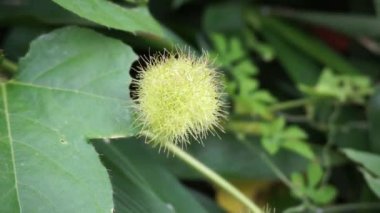 Passiflora foetida (ayrıca Passiflora foetida olarak da bilinir, kokmuş tutku çiçeği, yabani maracuja, çalılık tutku meyvesi) doğal bir geçmişi vardır. Kaşıntı ve öksürük tedavisinde kullanılır.