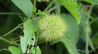 Passiflora foetida (ayrıca Passiflora foetida olarak da bilinir, kokmuş tutku çiçeği, yabani maracuja, çalılık tutku meyvesi) doğal bir geçmişi vardır. Kaşıntı ve öksürük tedavisinde kullanılır.