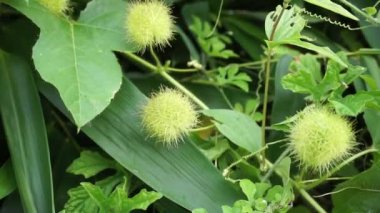 Passiflora foetida (ayrıca Passiflora foetida olarak da bilinir, kokmuş tutku çiçeği, yabani maracuja, çalılık tutku meyvesi) doğal bir geçmişi vardır. Kaşıntı ve öksürük tedavisinde kullanılır.