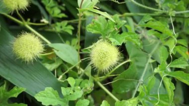 Passiflora foetida (ayrıca Passiflora foetida olarak da bilinir, kokmuş tutku çiçeği, yabani maracuja, çalılık tutku meyvesi) doğal bir geçmişi vardır. Kaşıntı ve öksürük tedavisinde kullanılır.