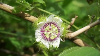 Passiflora foetida (ayrıca Passiflora foetida olarak da bilinir, kokmuş tutku çiçeği, yabani maracuja, çalılık tutku meyvesi) doğal bir geçmişi vardır. Kaşıntı ve öksürük tedavisinde kullanılır.