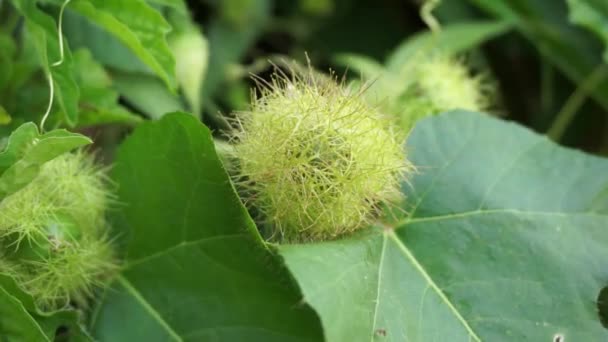 Passiflora Foetida Також Називається Passiflora Foetida Смердить Пасифлорою Дикою Маракуджа — стокове відео